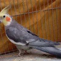 عروس هلندی سخنگو نر