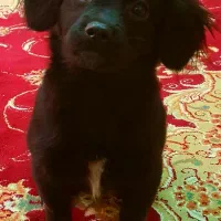 واگذاری سگ اشپیدز