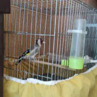 سهره  نر بهاره