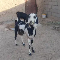 بزپنجاپ