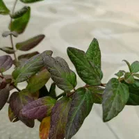 گل رزدوساله، گل یاس، گل کاغذی ، نهال صنوبر|گل و گیاه طبیعی|ایلام, |دیوار