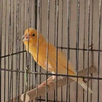 یک قناری نر مست و تعدادی جوجه قناری پرورش خانگی