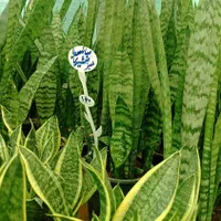 فروش گل سانسوریا|گل و گیاه طبیعی|شیراز, جوادیه|دیوار