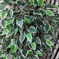 درختچه زیبا