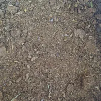 کود گوسفندی حیوانی|خدمات باغبانی و درختکاری|زنجانرود, |دیوار