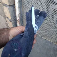 پرنده