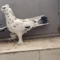 کبوتر پر مغز|پرنده|شهرکرد, |دیوار