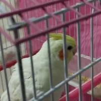 عروس هلندی|پرنده|مشهد, کوی سیدی|دیوار