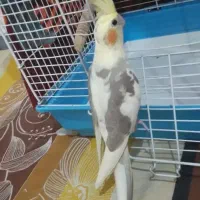 عروس هلندی دوکت