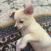 پامر اشپیتز وپیکینیز|سگ|مشهد, امیریه|دیوار