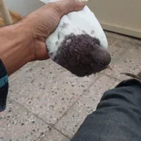 ماده کله سرخ