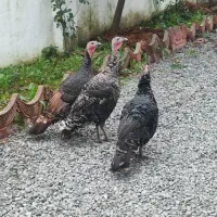 بوقلمون سه عدد ماده