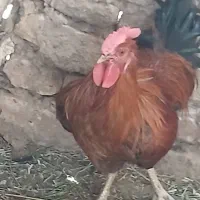خروس