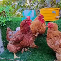 مرغ و خروس برهما