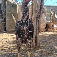 جوجه خروس و مرغ اوشامو