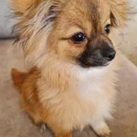 سگ پامر اشپیتز