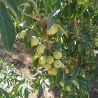 باغ میوه 1000متر با فنس کشی|فروش زمین و ملک کلنگی|گندمان, |دیوار