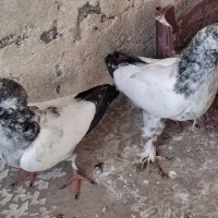 یک جفت جوجه کاشونی