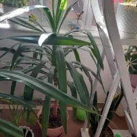 فروش گل آپارتمانی|گل و گیاه طبیعی|سراب, |دیوار