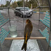 سهره قناری نازار مست مست|پرنده|بروجرد, |دیوار