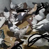 کفتر یا کبوتر|پرنده|شیروان (خراسان), |دیوار