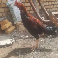 مرغ و خروس لاری