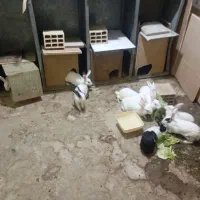 خرگوش قیمت مناسب مولد