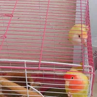 عروس هلندی و برزیلی اوپال|پرنده|کرمانشاه, |دیوار