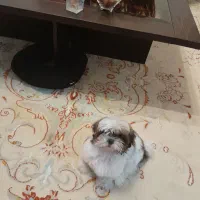 ۳ عددف ش ۹متری درحد نوتراکم بالا رنگ کرم فروش فوری