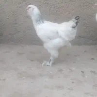 مرغ و خروس مرندی ریشو گپی|حیوانات مزرعه|روانسر, |دیوار