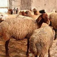 گوسفندبابره جوان وشیره دار|حیوانات مزرعه|سنندج, |دیوار