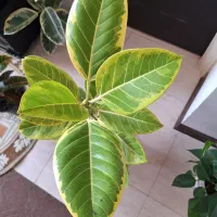 فیکوس ابلق با گلدان سفید