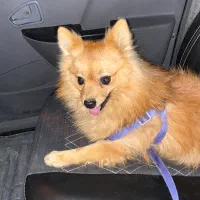 واگذاری سگ پامرا روباهی ۱۶ماهشه