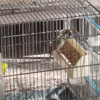 سهره قناری|پرنده|رباط‌کریم, شهرک صنعتی ده‌حسن|دیوار