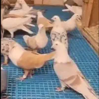 پرنده حمال می خوام