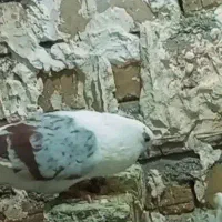 کبوتر لوندار