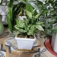 گل وگیاه|گل و گیاه طبیعی|نورآباد ممسنی, |دیوار