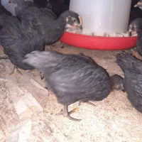 جوجه مرغ خروس جهادی2ماهه واکسنخورده پاینوبخون