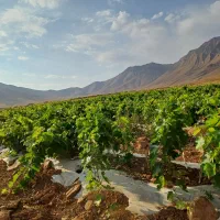 نهال انگور