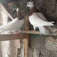 جفت‌جوجه‌طوقی‌سرخ
