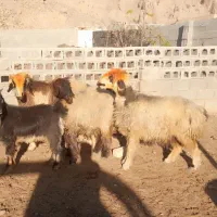 بره نر و ماده شیشک|حیوانات مزرعه|درودزن, |دیوار