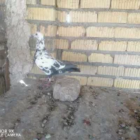 ماده دم سیاه سینه تخت جوان|پرنده|شیراز, زرهی|دیوار