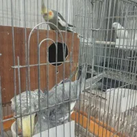 پنج عدد عروس هلندی با دو قفس|پرنده|یزد, |دیوار