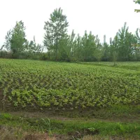 فروش 2400متر شالیزار .خرید شالی یک تیر و دو نشان