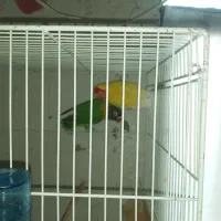 طوطی برزیلی