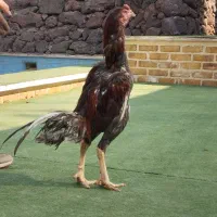 سلام خروس لاری