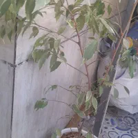 گل و گلدون|گل و گیاه طبیعی|شیراز, باهنر|دیوار