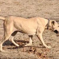 واگذاری ماده سرابی دوساله قد ۸۰ سر کله دار|سگ|اردبیل, |دیوار