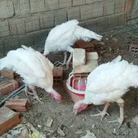 بوقلمون نر سنگین وزن|حیوانات مزرعه|گرگان, |دیوار