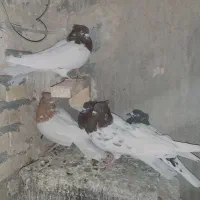 کبوتر|پرنده|خرمآباد, |دیوار